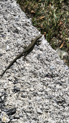 Podarcis muralis breviceps