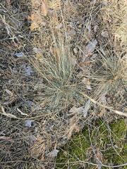 Festuca valesiaca, photograph (c) Сергей Голубев, some rights reserved (CC BY)