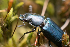 Platycerus oregonensis