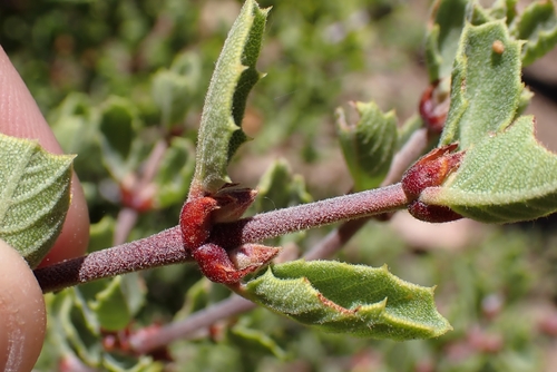 Ceanothus perplexans, photograph 1