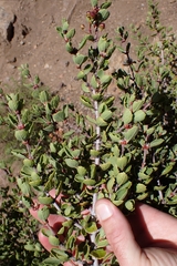 Ceanothus perplexans, photograph author not stated, no rights reserved