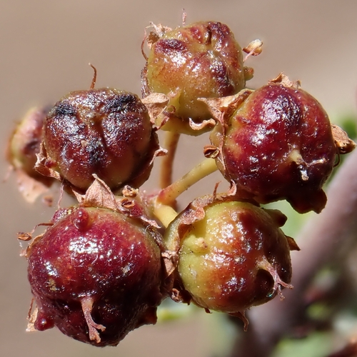 Ceanothus perplexans, photograph 3
