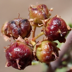 Ceanothus perplexans, photograph author not stated, no rights reserved