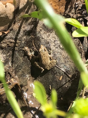 Mediterranean Painted Frog