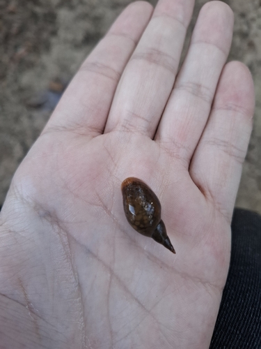 Great Pond Snail