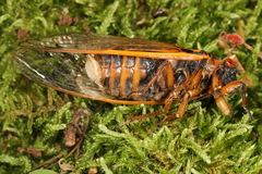 Massospora cicadina