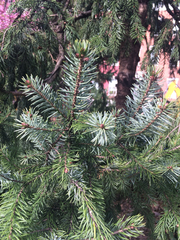 Picea omorika