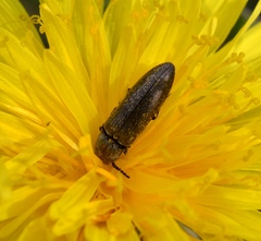 Cidnopus aeruginosus
