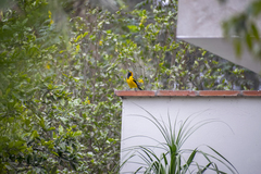 Icterus graceannae