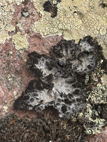 Lasallia pustulata