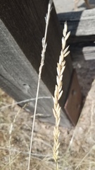 Melica californica