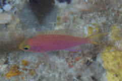 Pseudanthias randalli