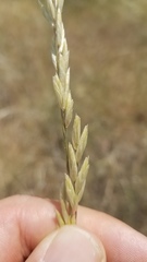 Melica californica