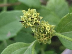 Wollastonia biflora, photograph (c) vrxz, some rights reserved (CC BY-SA)