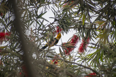 Icterus graceannae