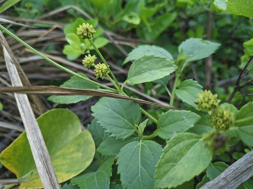 Wollastonia biflora, photograph 2