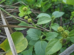 Wollastonia biflora, photograph (c) vrxz, some rights reserved (CC BY-SA)