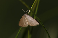 Minoa murinata