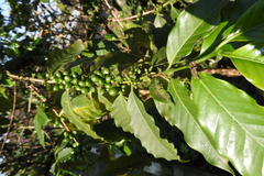 Coffea arabica