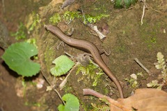 Sphenomorphus indicus