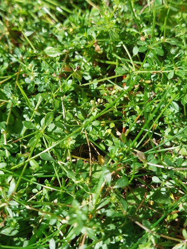 Galium saxatile, photograph 6