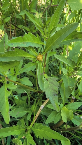 Three-parted Beggarticks