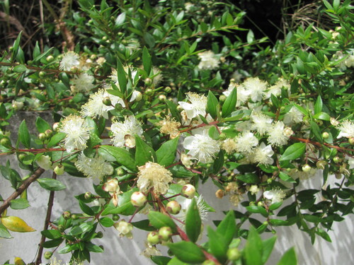 Myrtus communis
