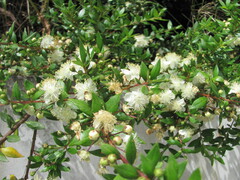 Myrtus communis