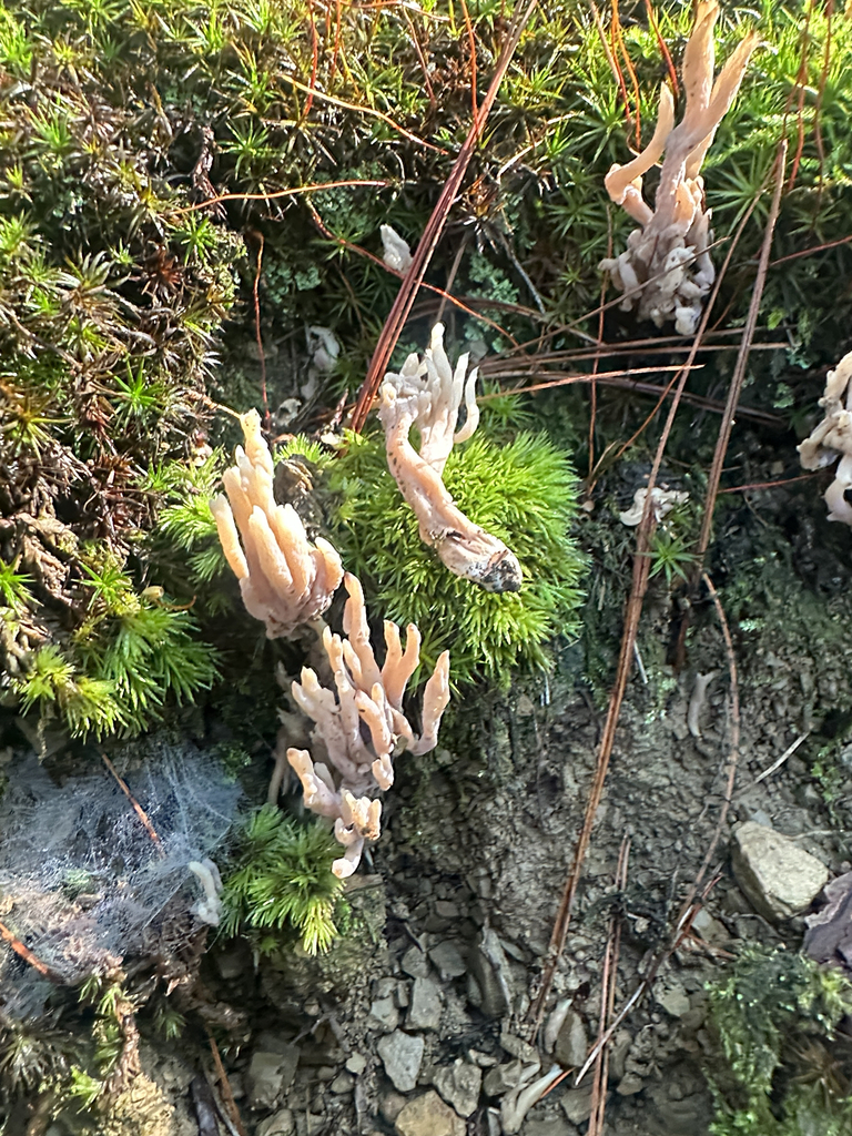 grey coral fungus · August 2026 · photo: Photo: (c) Richard Jacob, some rights reserved (CC BY) · iNaturalist