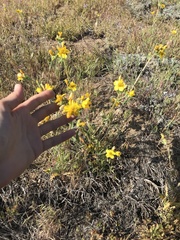 Mentzelia gracilenta