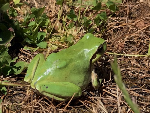 Mediterranean Tree Frog