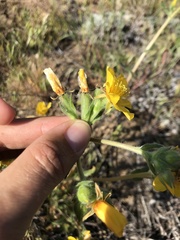 Mentzelia gracilenta