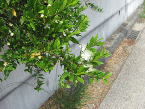 Myrtus communis