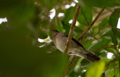 Turdus ignobilis debilis