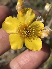 Mentzelia gracilenta