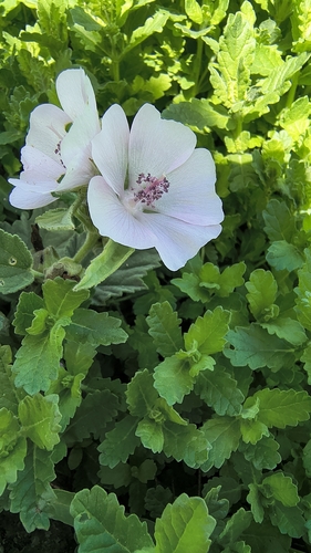 marsh mallow