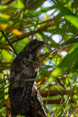 Nyctibius aethereus