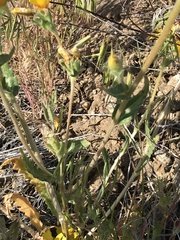 Mentzelia gracilenta