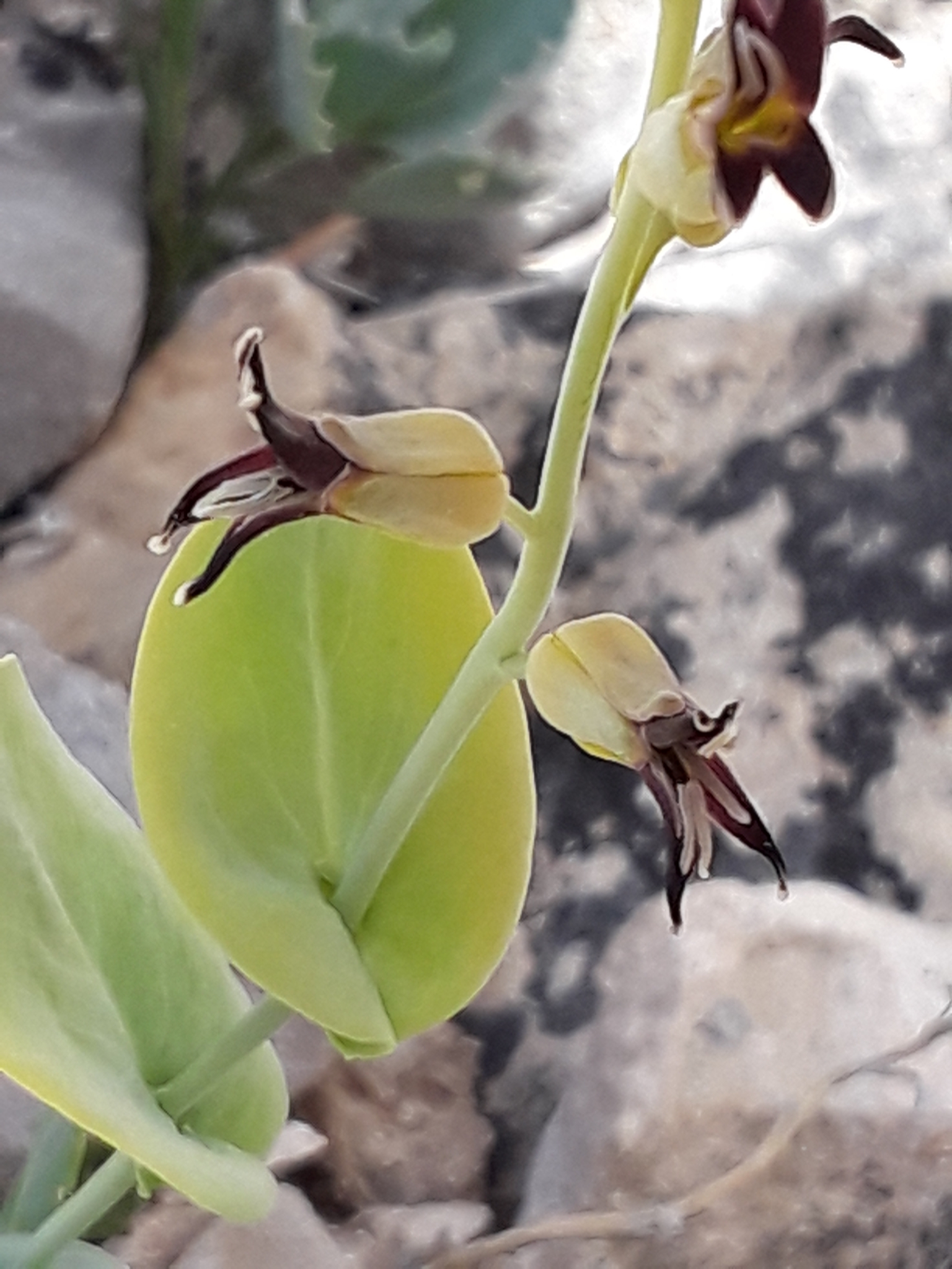 Streptanthus cordatus