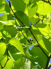 Styrax obassia