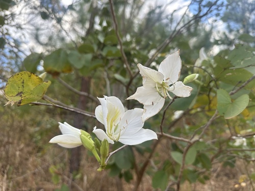 Orchid tree