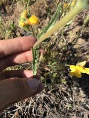 Mentzelia gracilenta