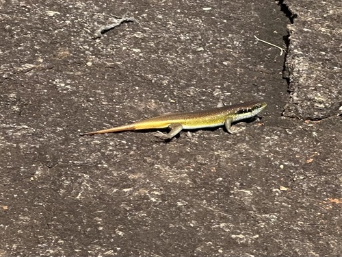 Rainbow Skink
