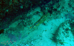 Meuschenia freycineti