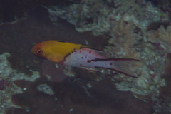 Bodianus anthioides
