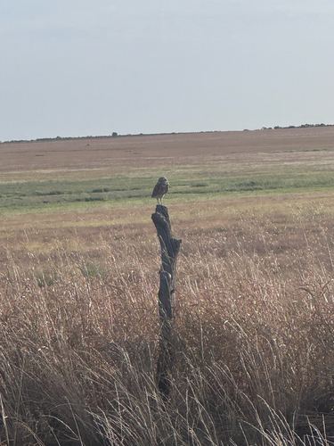 Burrowing Owl