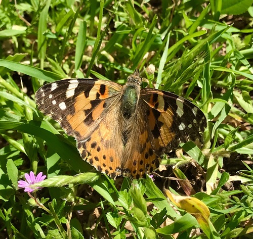 Painted Lady
