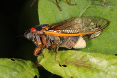 Massospora cicadina