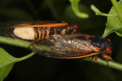 Massospora cicadina
