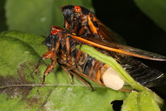 Massospora cicadina